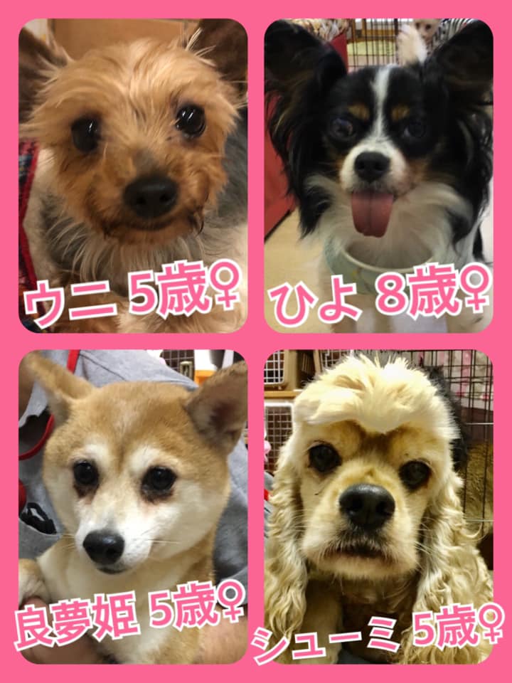 🐾今日の里親様募集中ワンコ🐶メンバーです🐾2020,7,4